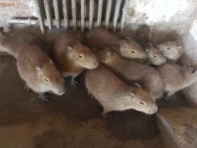 這個(gè)春節(jié)，天津口岸動物飼養(yǎng)區(qū)“人勤牛馬歡”